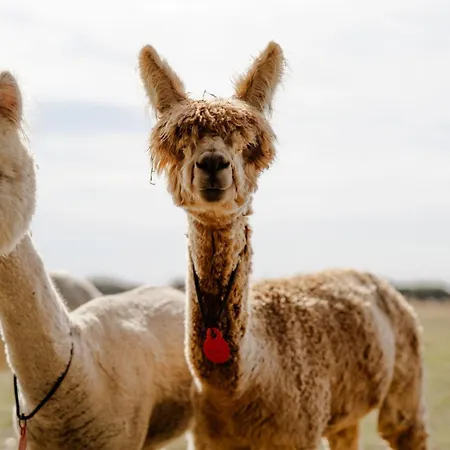 Dom wakacyjny Backhaus 2