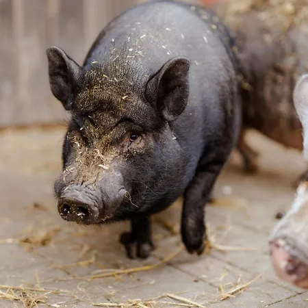 Nyaraló Backhaus 2 *