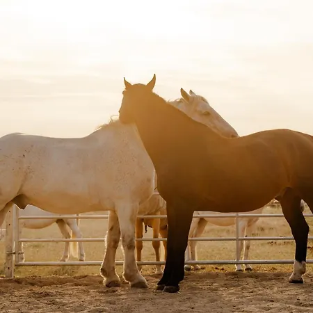 Dom wakacyjny Backhaus 2 Staberdorf